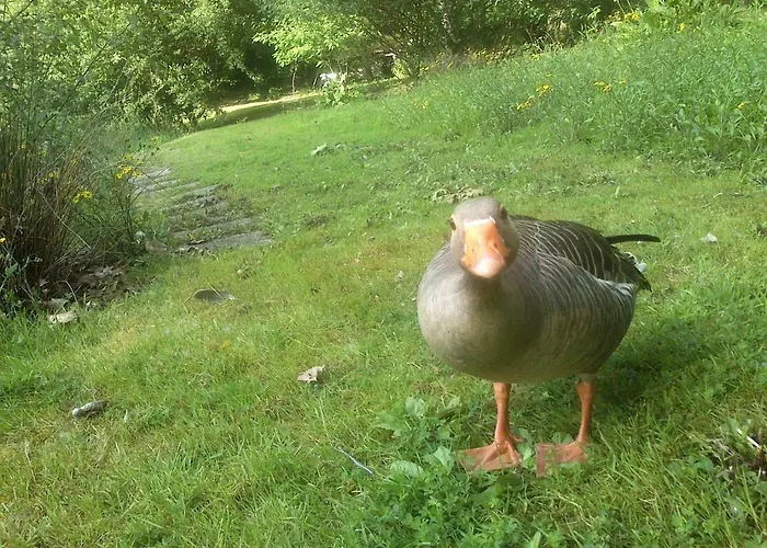 Chalet Côté Castets